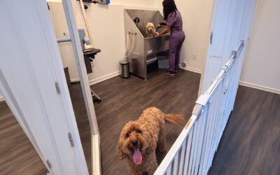 Why Atlanta Dog Owners Are Choosing Cage-Free Grooming — And What It Actually Means