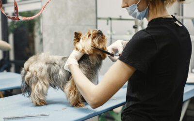 How to Start a Successful Pet Grooming Career in 2026